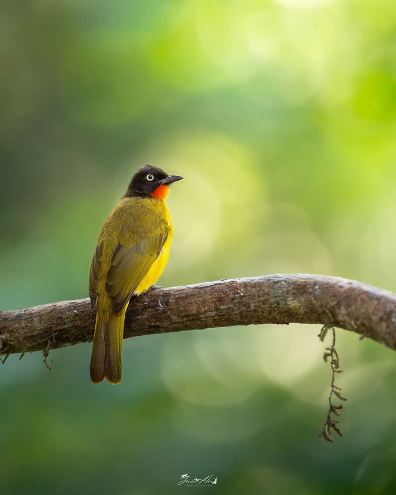 Indian Bird Photography by Jerin Alex