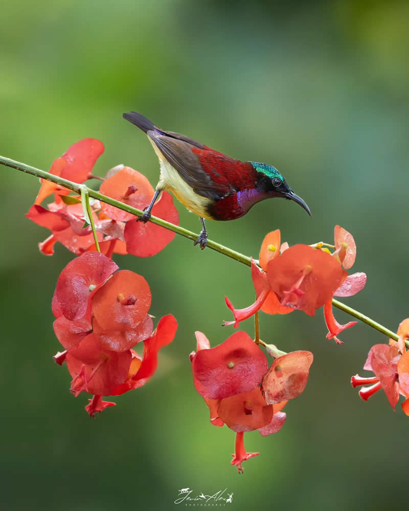 Indian Bird Photography by Jerin Alex