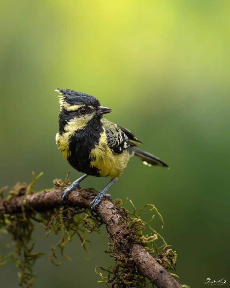 Indian Bird Photography by Jerin Alex