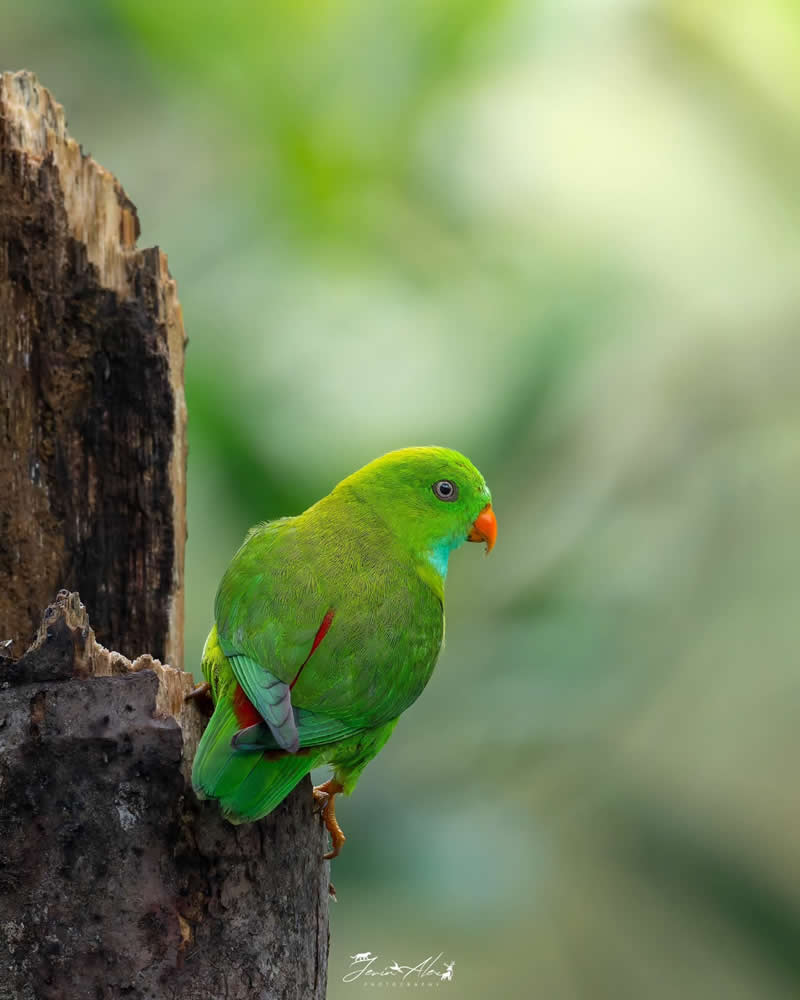 Indian Bird Photography by Jerin Alex