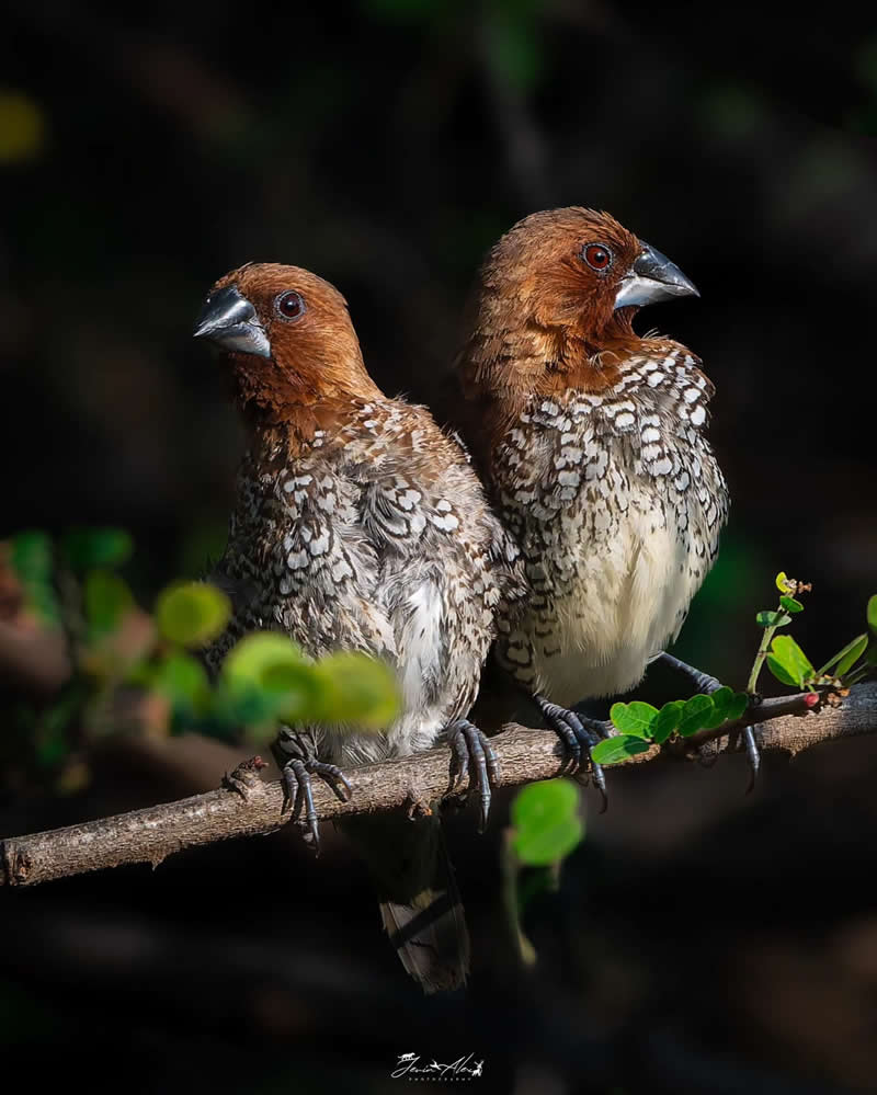 Indian Bird Photography by Jerin Alex