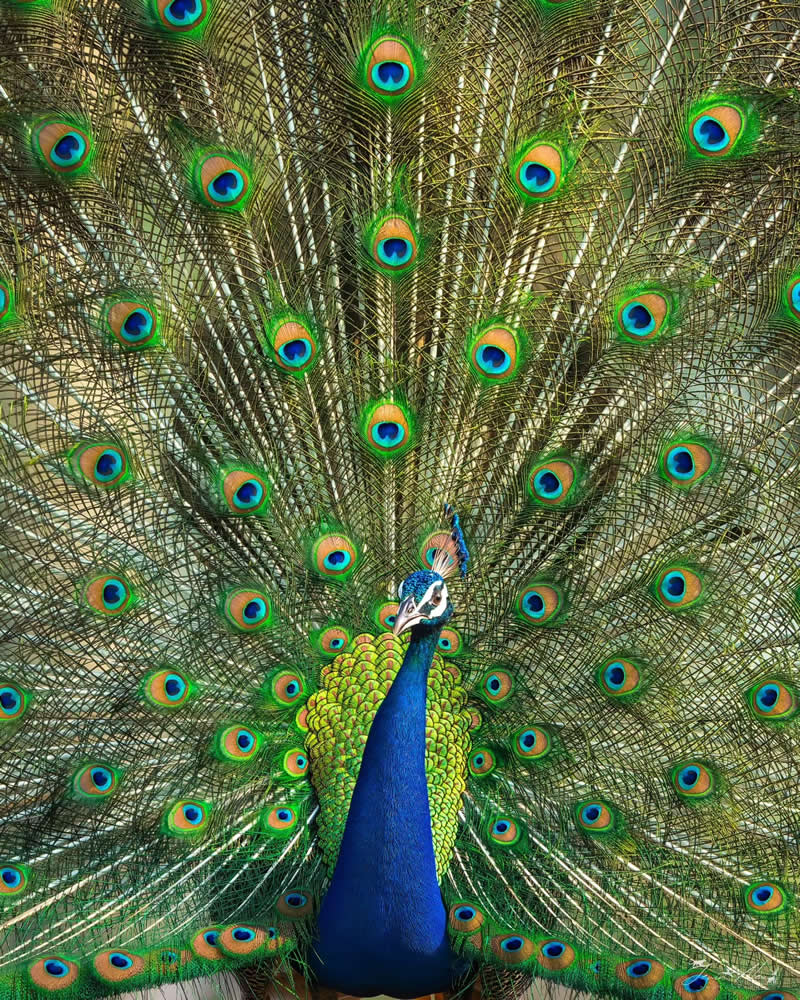 Indian Bird Photography by Jerin Alex