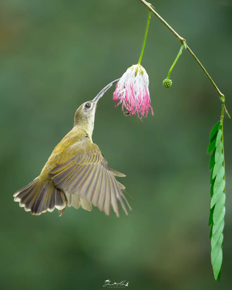 Indian Bird Photography by Jerin Alex