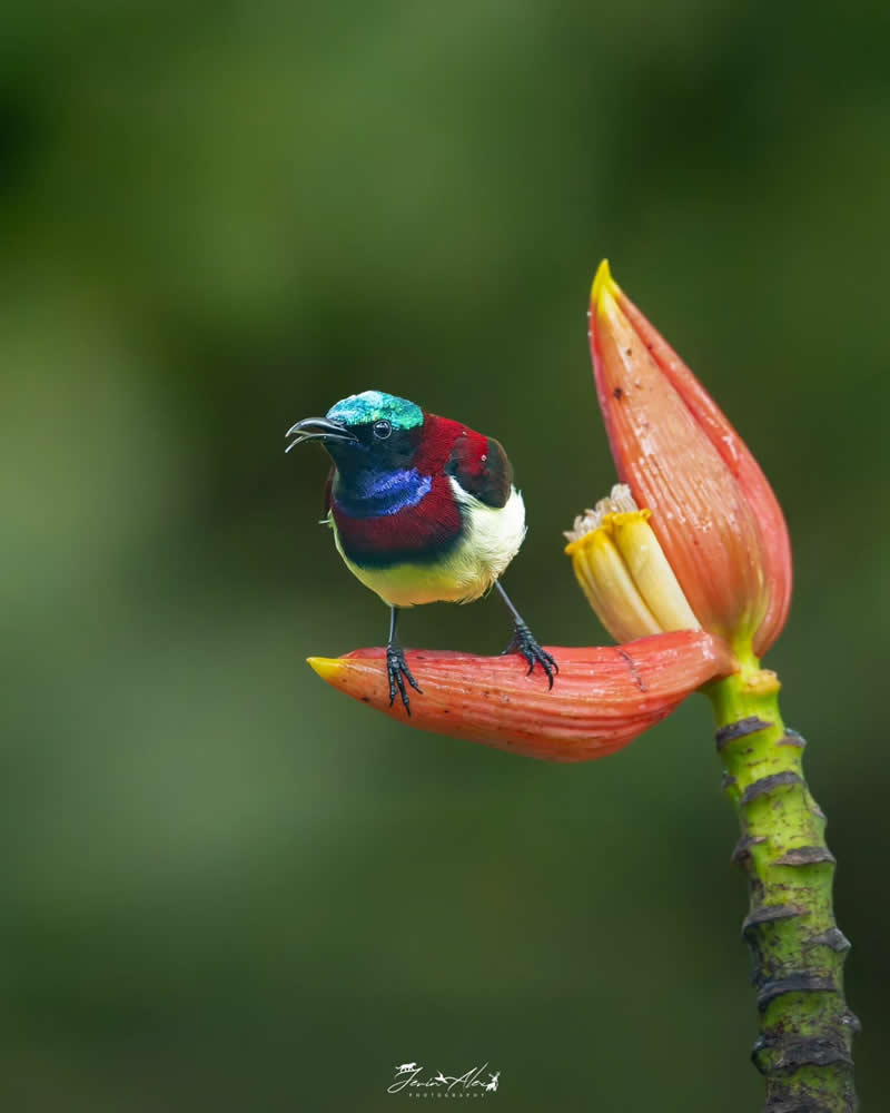 Indian Bird Photography by Jerin Alex