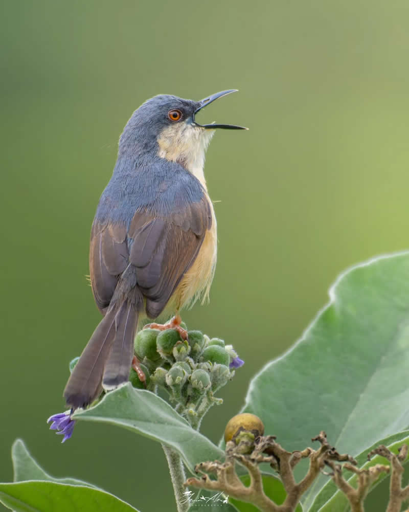 Indian Bird Photography by Jerin Alex