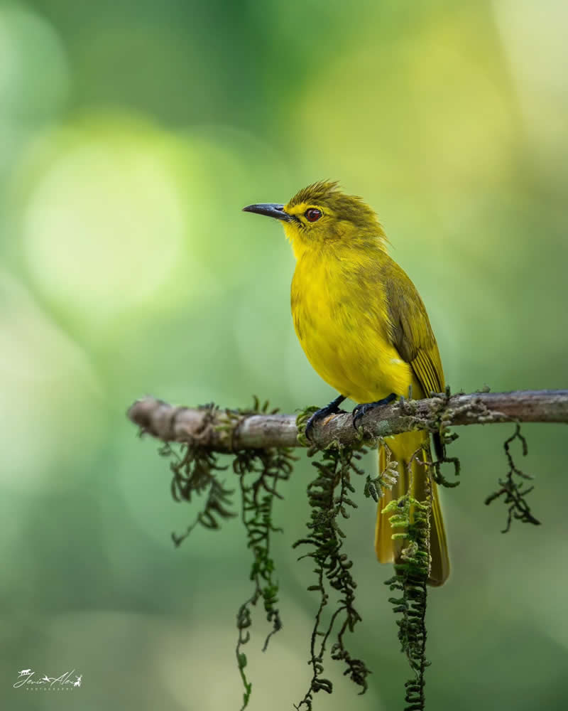 Indian Bird Photography by Jerin Alex