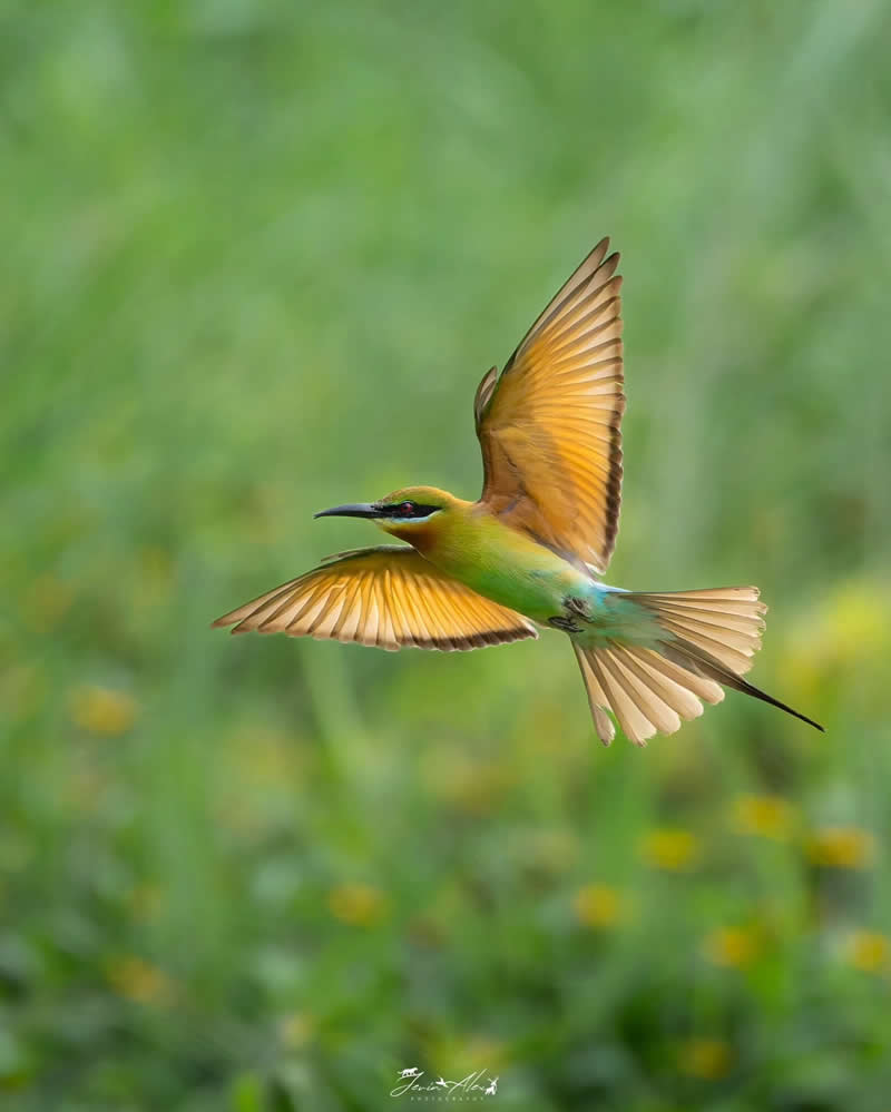 Indian Bird Photography by Jerin Alex