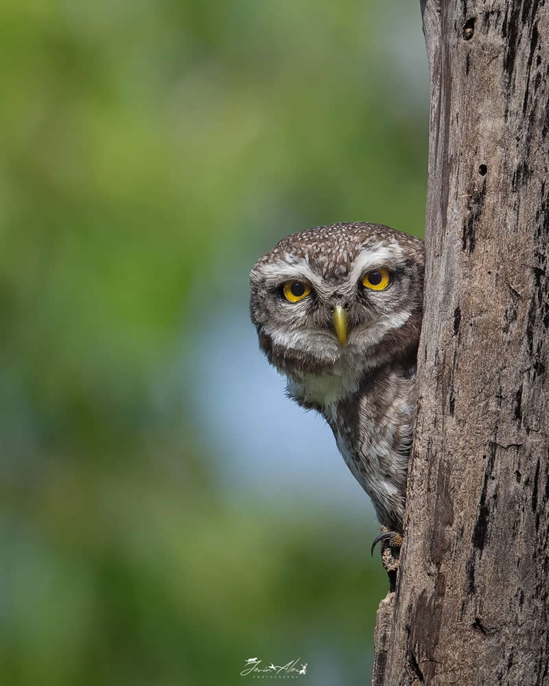 Indian Bird Photography by Jerin Alex