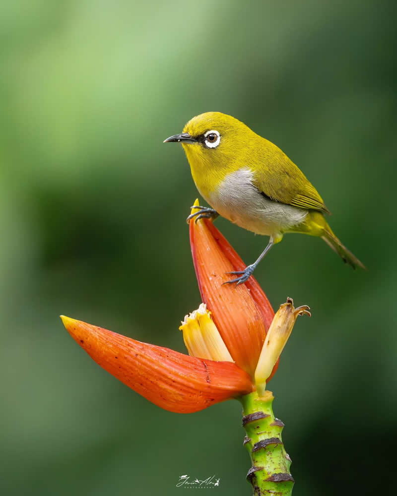 Indian Bird Photography by Jerin Alex