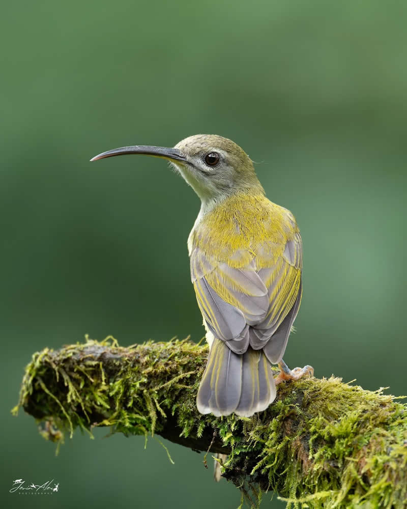 Indian Bird Photography by Jerin Alex