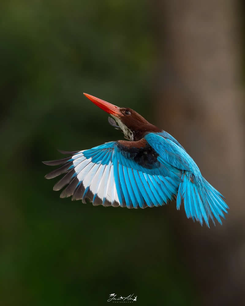 Indian Bird Photography by Jerin Alex