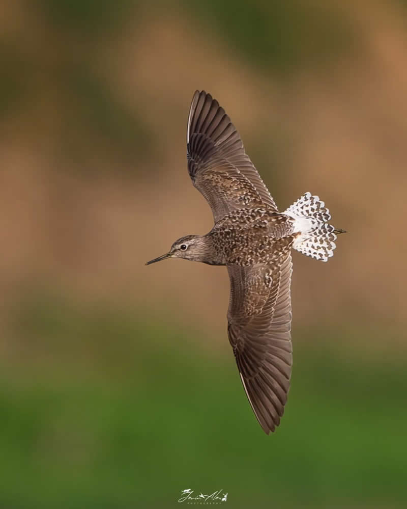 Indian Bird Photography by Jerin Alex