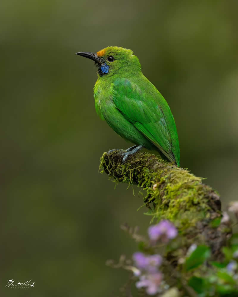 Indian Bird Photography by Jerin Alex