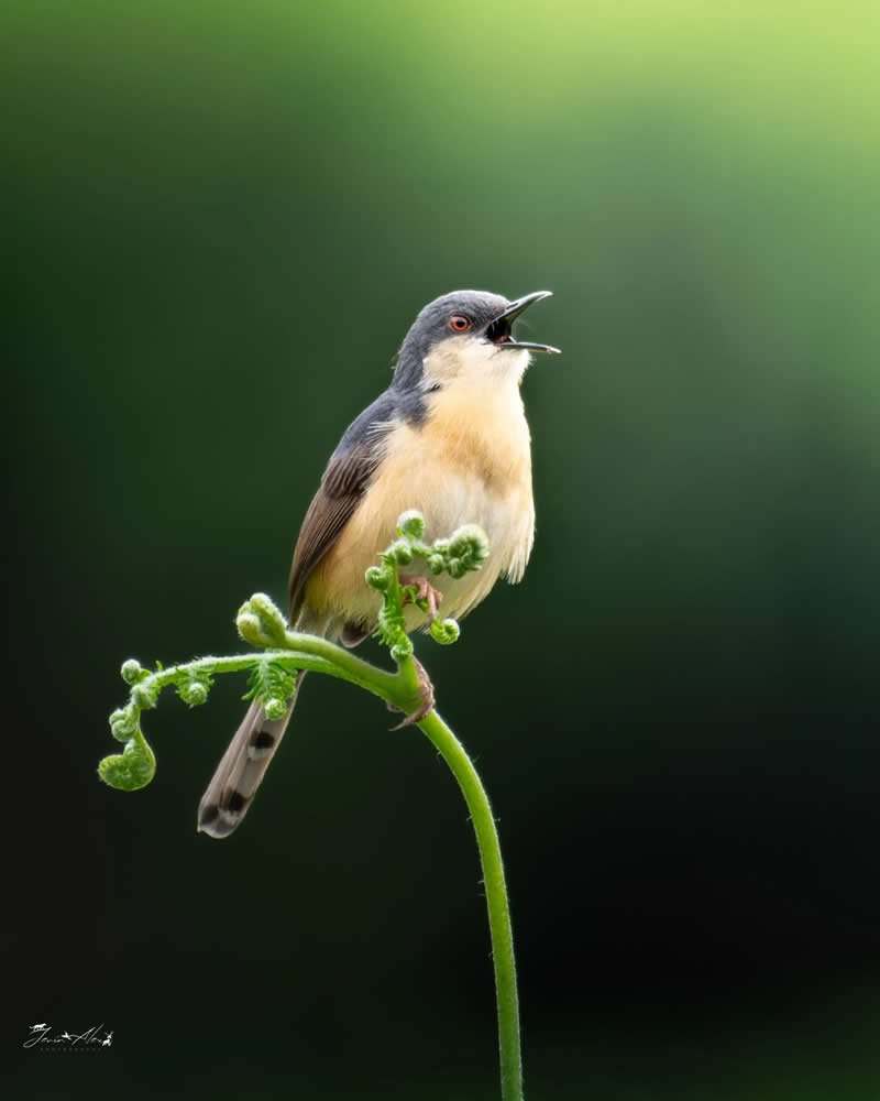 Indian Bird Photography by Jerin Alex