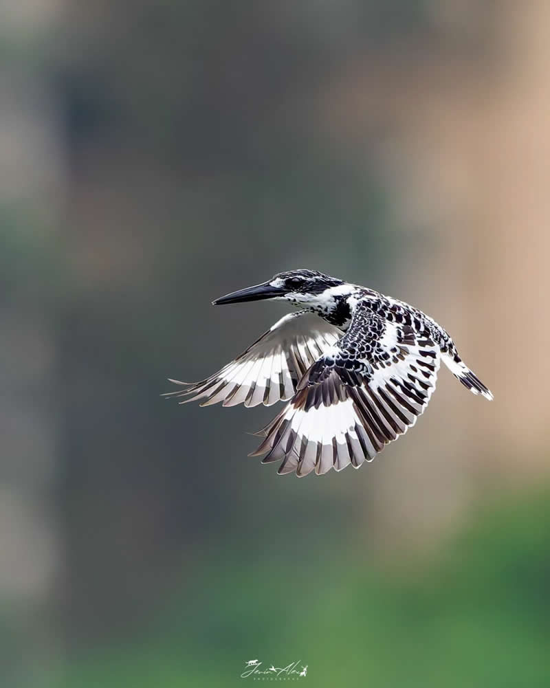 Indian Bird Photography by Jerin Alex
