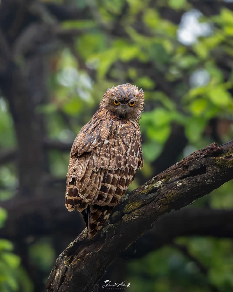 Indian Bird Photography by Jerin Alex