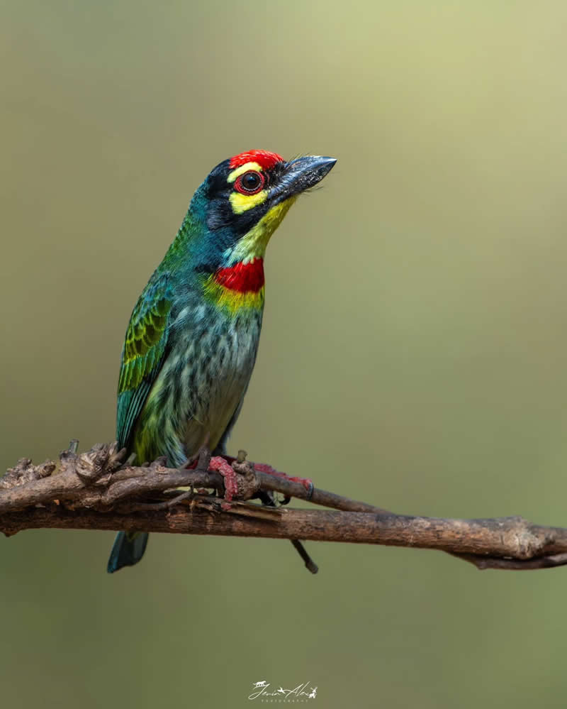 Indian Bird Photography by Jerin Alex