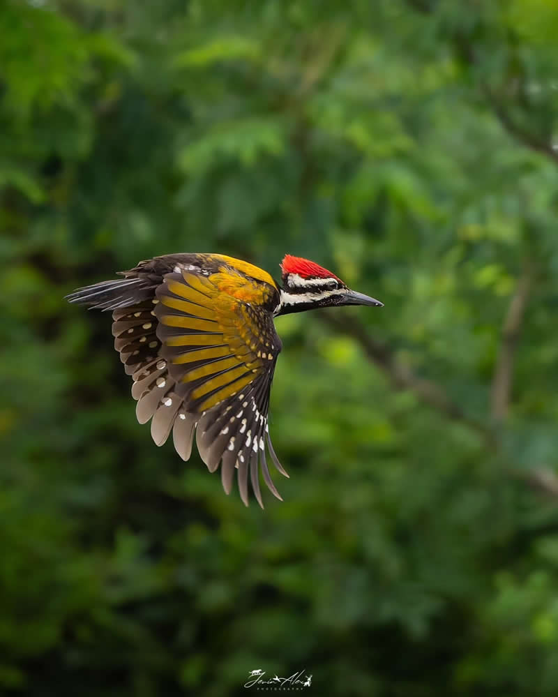 Indian Bird Photography by Jerin Alex