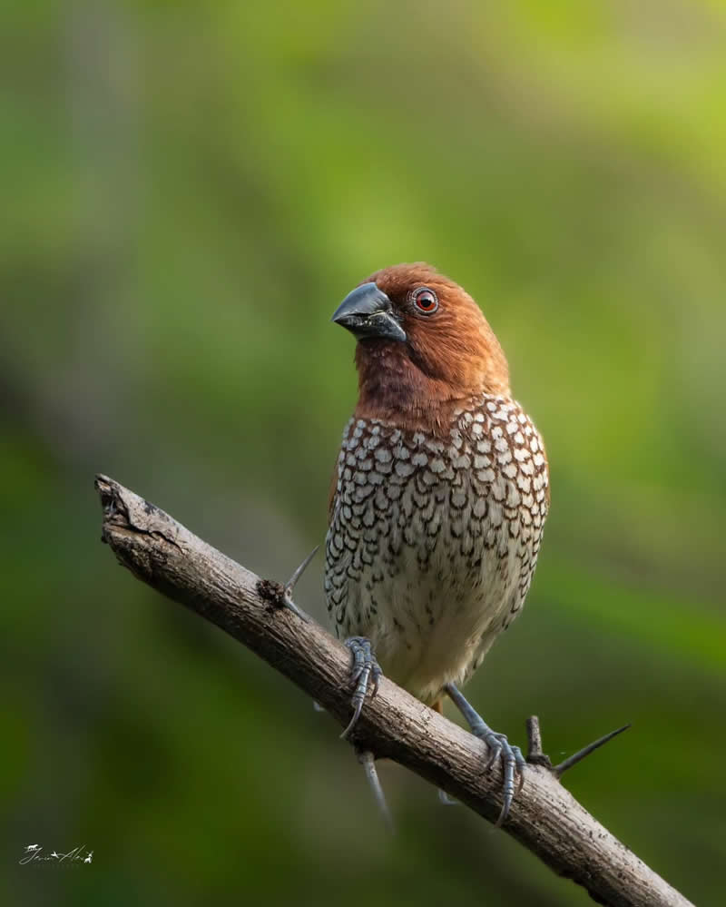 Indian Bird Photography by Jerin Alex