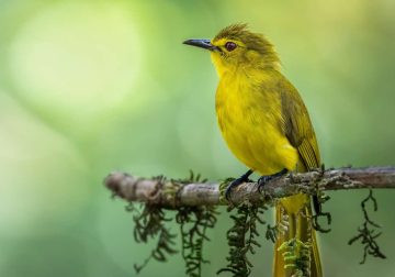 Indian Bird Photography by Jerin Alex