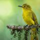 Indian Bird Photography by Jerin Alex
