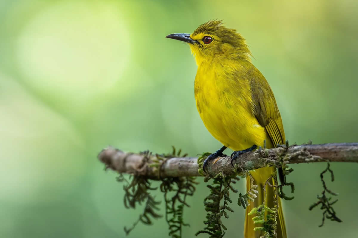 Indian Bird Photography by Jerin Alex