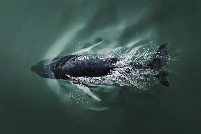 2025 International Aerial Photo Awards Winners