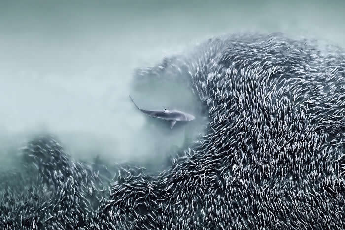 2025 International Aerial Photo Awards Winners