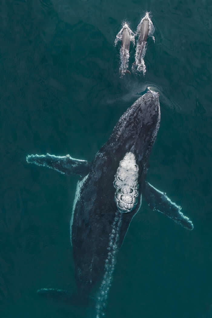 2025 International Aerial Photo Awards Winners