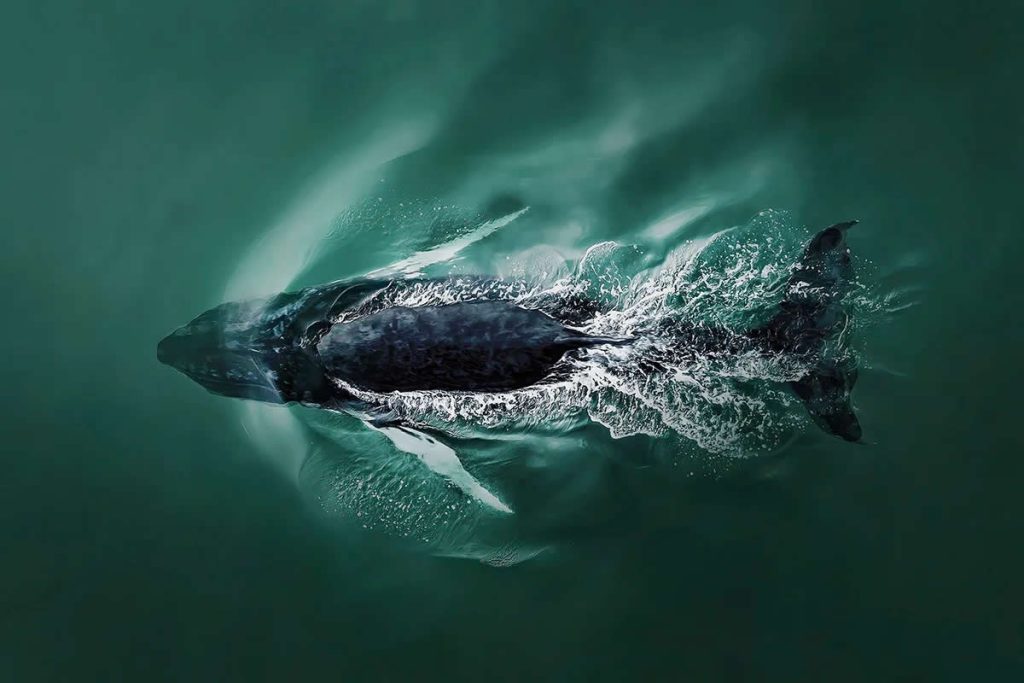 2025 International Aerial Photo Awards Winners