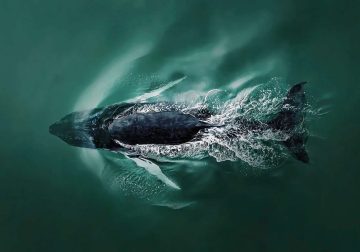2025 International Aerial Photo Awards Winners