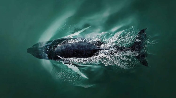 2025 International Aerial Photo Awards Winners