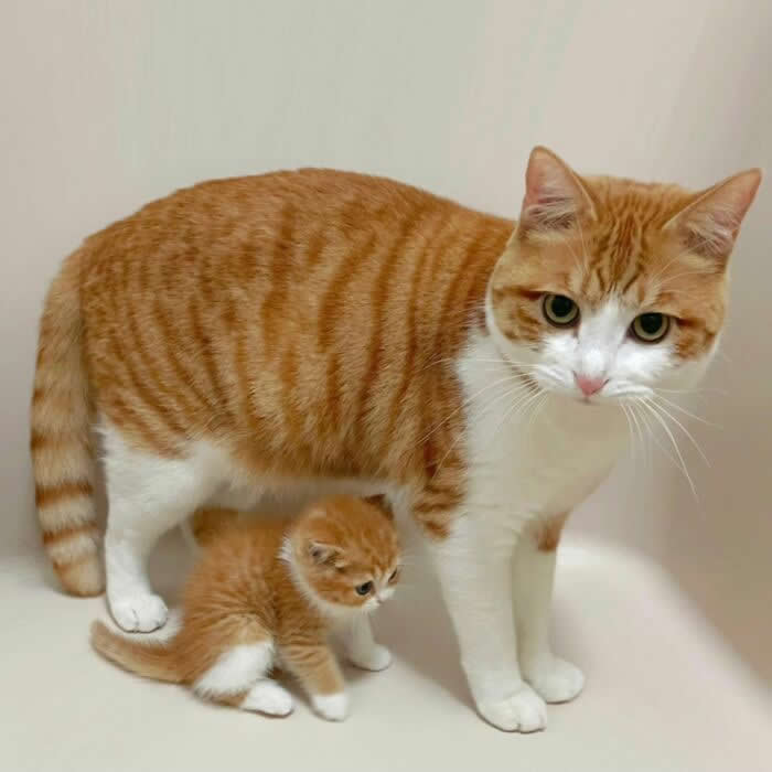 Cute Pet Photos Instantly Melt Your Heart