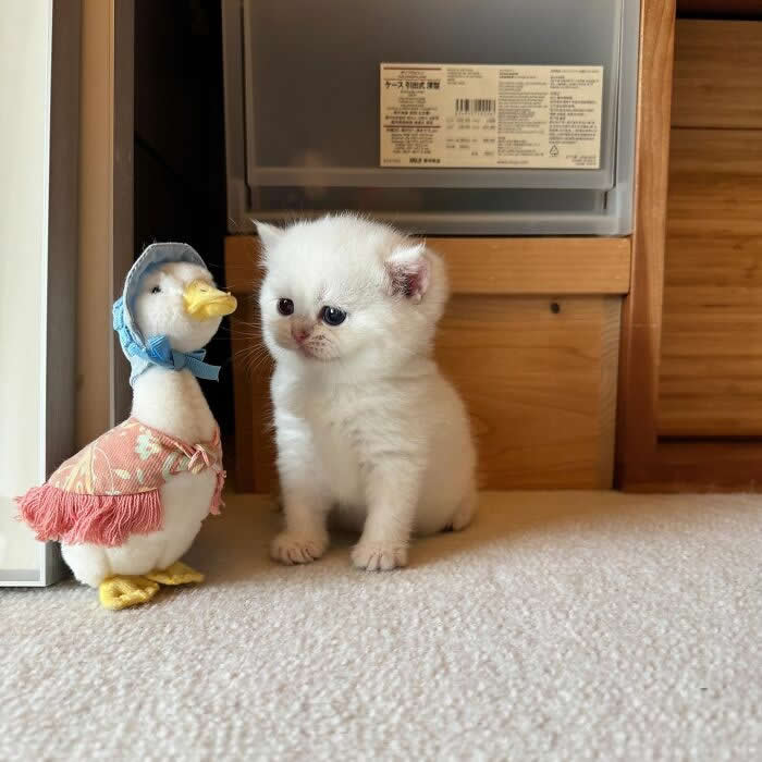 Cute Pet Photos Instantly Melt Your Heart