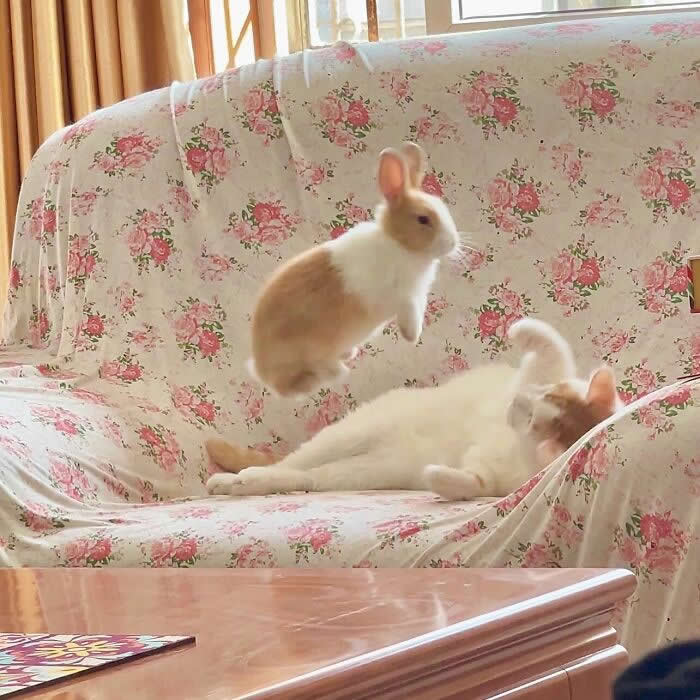 Cute Pet Photos Instantly Melt Your Heart