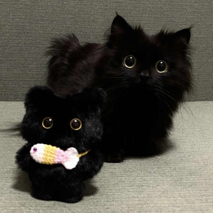 Cute Pet Photos Instantly Melt Your Heart