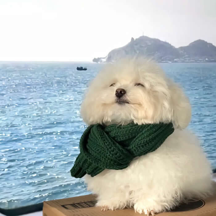 Cute Pet Photos Instantly Melt Your Heart