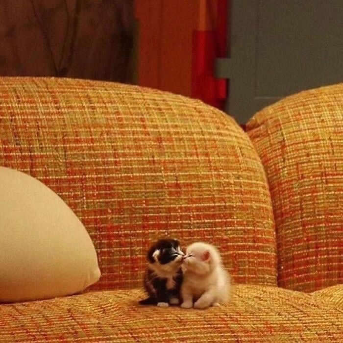 Cute Pet Photos Instantly Melt Your Heart
