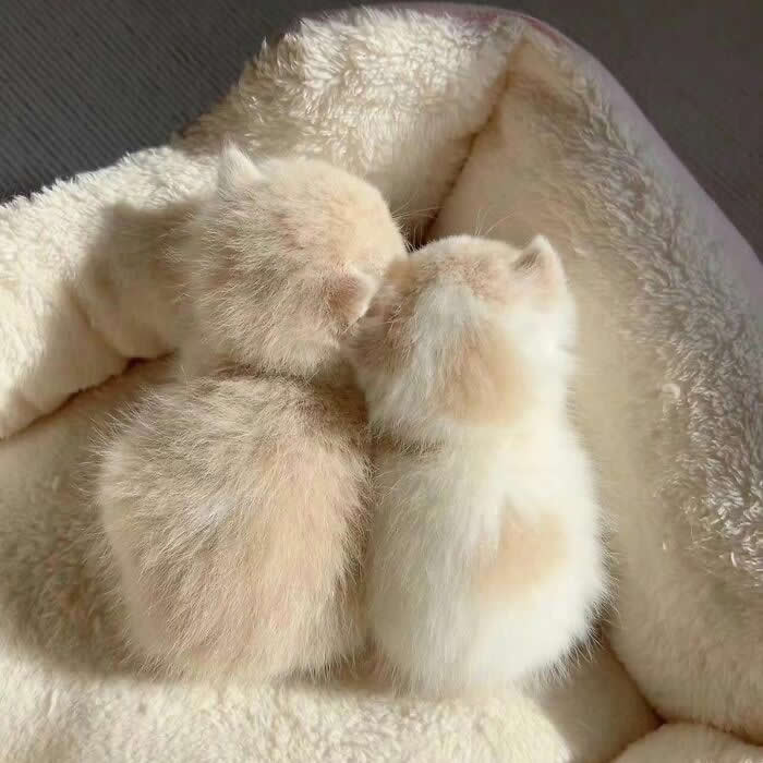 Cute Pet Photos Instantly Melt Your Heart