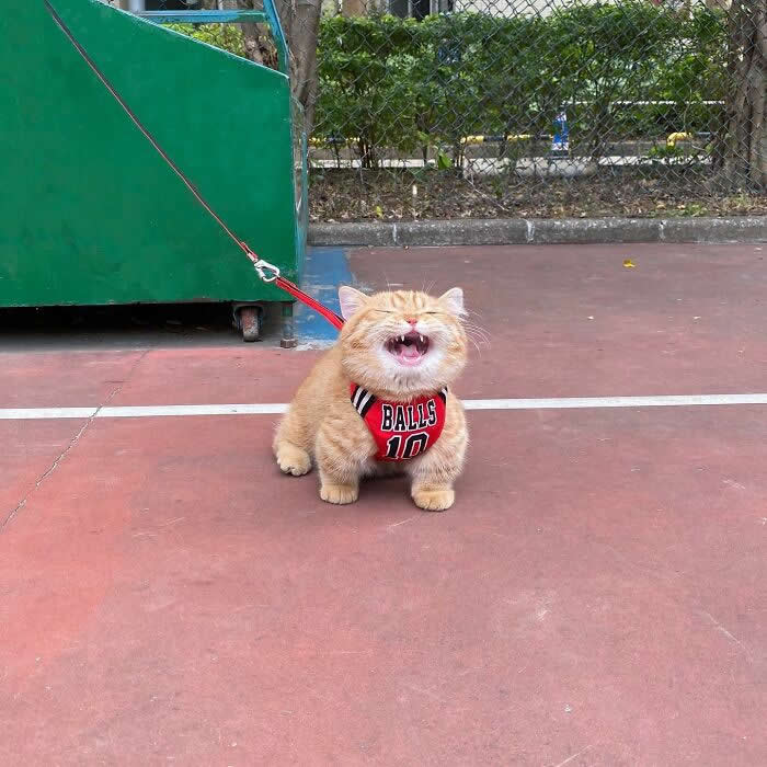 Cute Pet Photos Instantly Melt Your Heart