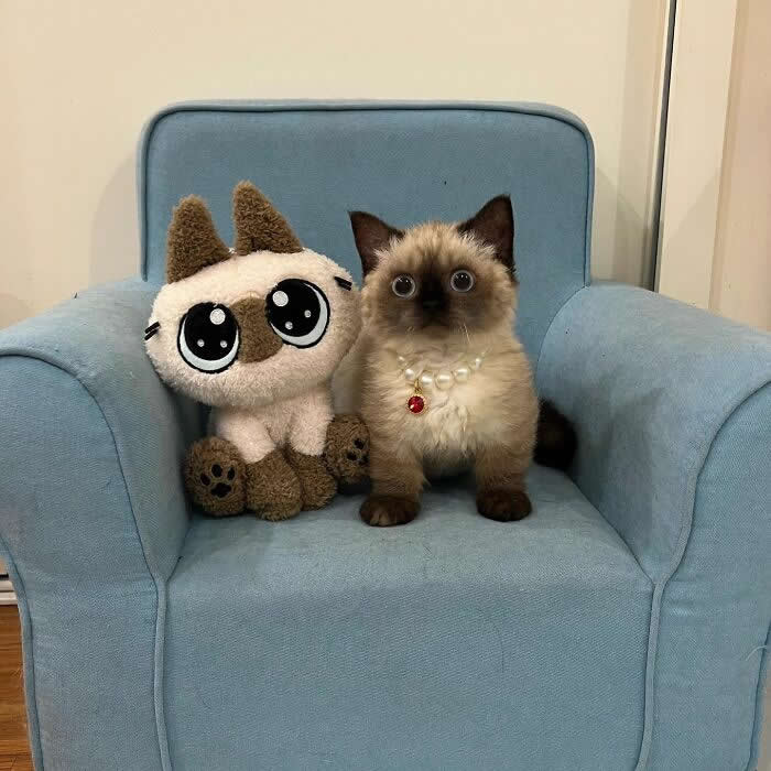Cute Pet Photos Instantly Melt Your Heart