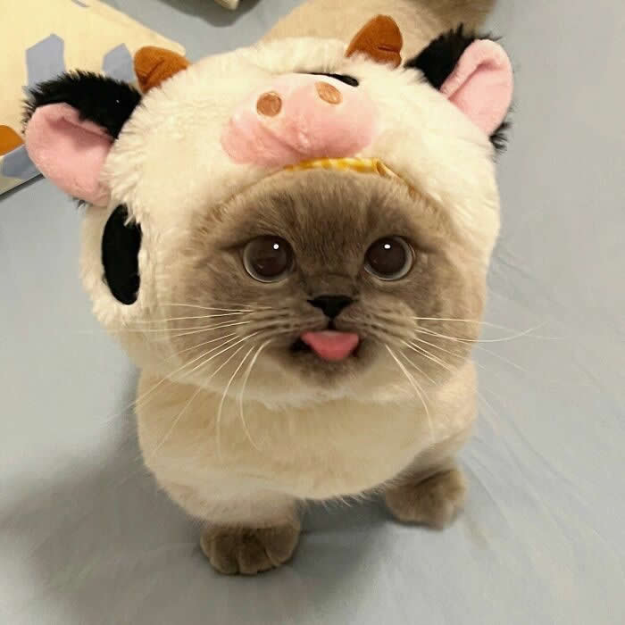 Cute Pet Photos Instantly Melt Your Heart