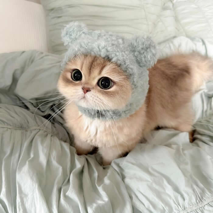 Cute Pet Photos Instantly Melt Your Heart