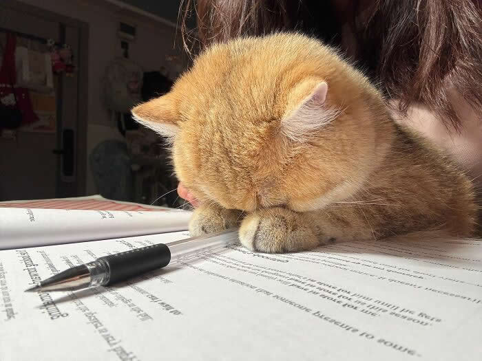 Cute Pet Photos Instantly Melt Your Heart