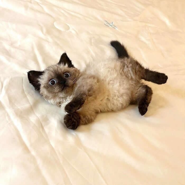 Cute Pet Photos Instantly Melt Your Heart