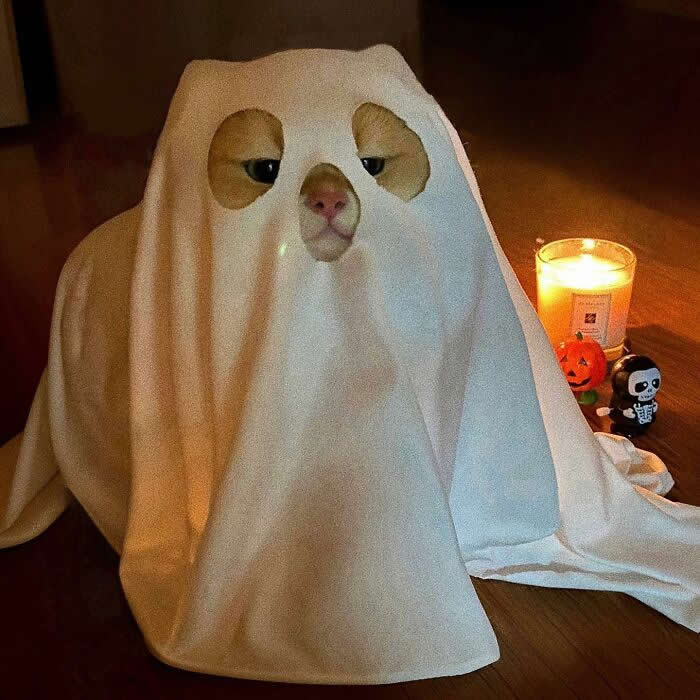 Cute Pet Photos Instantly Melt Your Heart