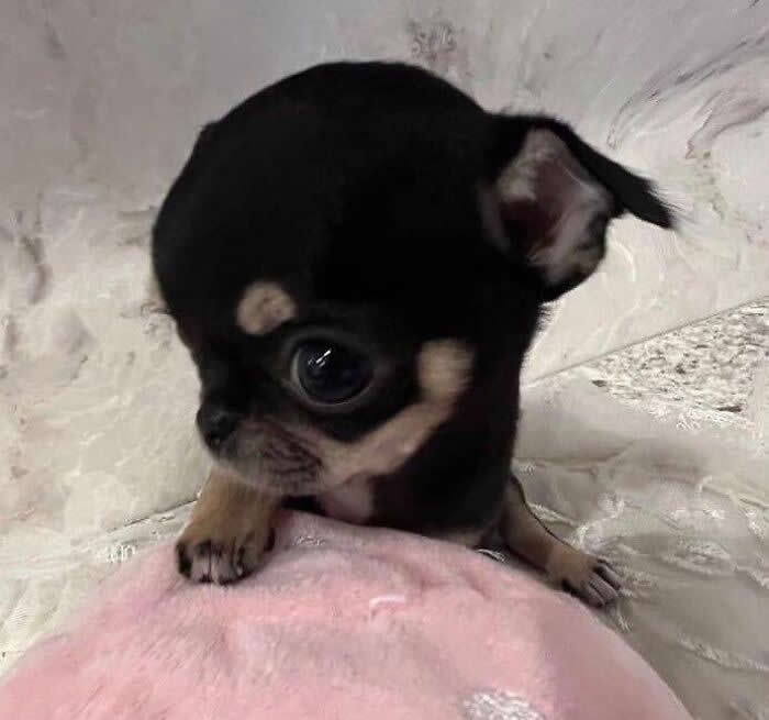 Cute Pet Photos Instantly Melt Your Heart