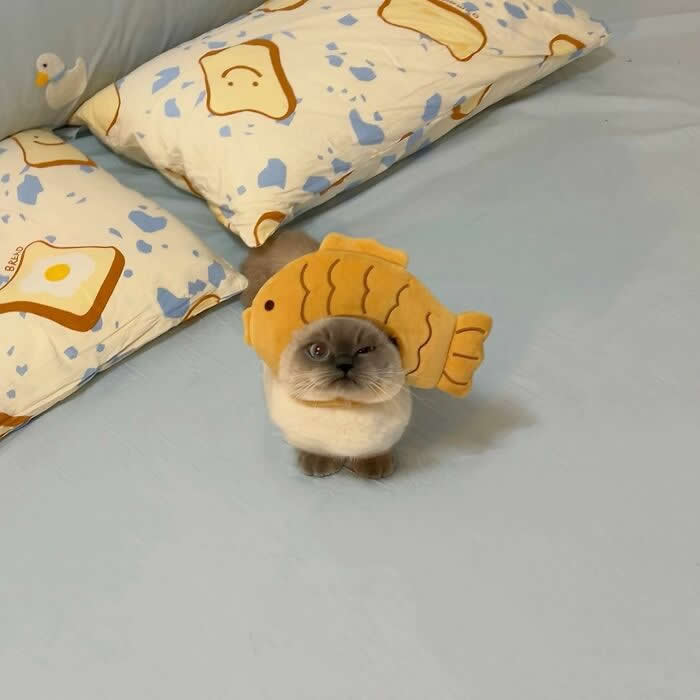 Cute Pet Photos Instantly Melt Your Heart