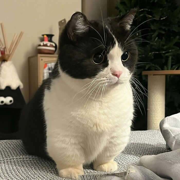 Cute Pet Photos Instantly Melt Your Heart
