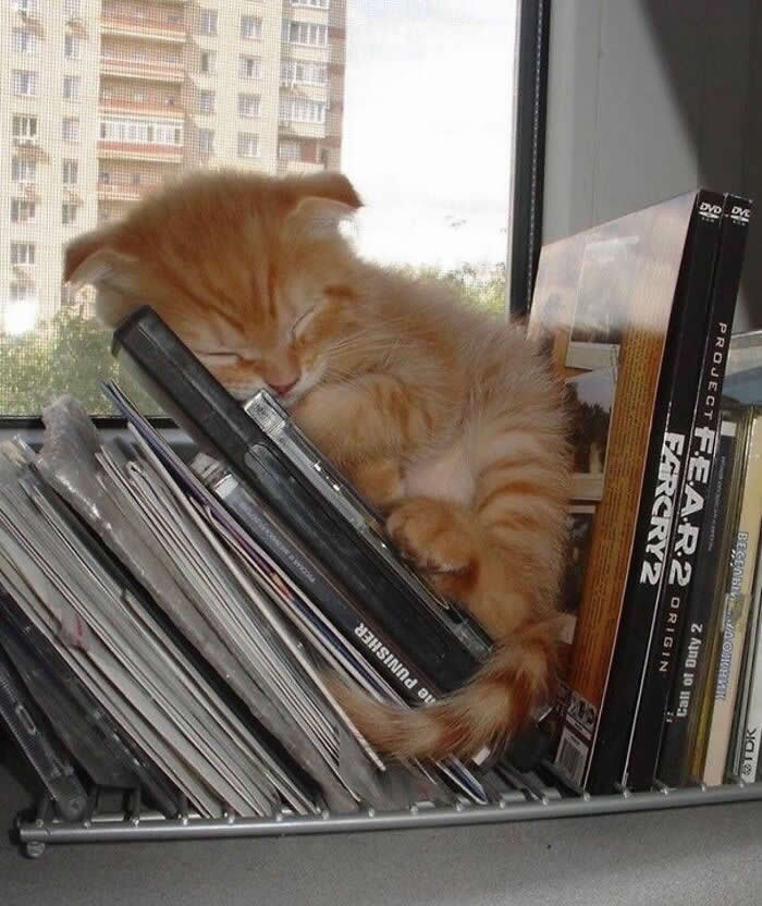 Cute Pet Photos Instantly Melt Your Heart